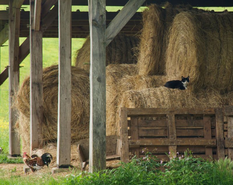 Pole Barn Repair in Kansas City, KS