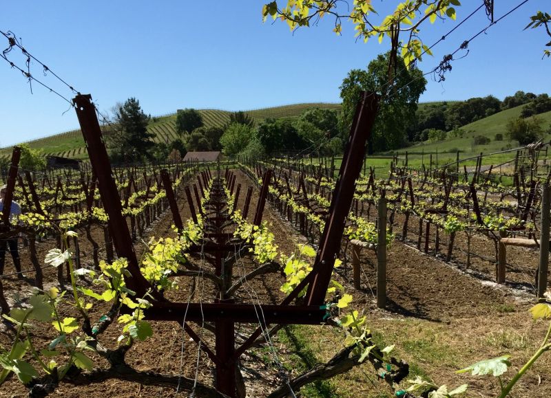 Vineyard Trellis Installation in Kansas City, KS